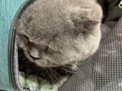 -瑞派宠物医院·犬猫全科·猫友好(宾水西道店)