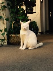 -尚美日式美甲美睫工作室