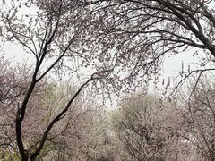 -桃花堤公园