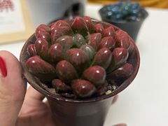 -弗劳尔花艺坊(龙涛店)