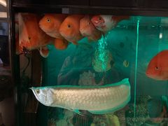 -汤泉良子.足疗按摩.SPA(中关村店)