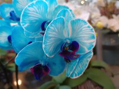 -双季花艺园艺市场(浦东店)