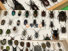 -中国宋庆龄青少年科技文化交流中心