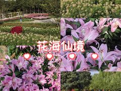 -石家庄市植物园