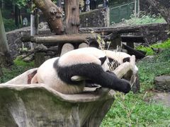 -都江堰中华大熊猫苑