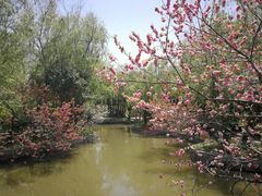 -南汇桃花村