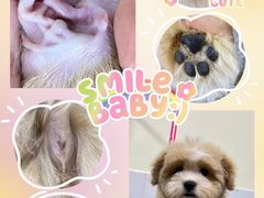 -Oh My Dog宠物沙龙(伊珊娜皮毛护理店)