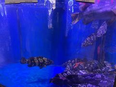 -开海·红岛海鲜虾水饺(石老人店)