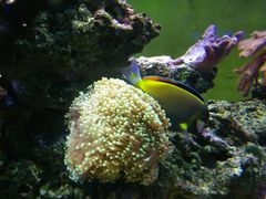 -御唐府海珊瑚主题餐厅