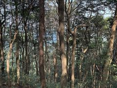-西湖风景区十里琅珰-五云山