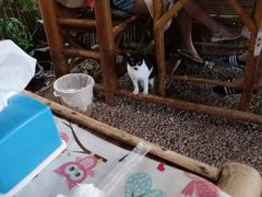 -Jungle Kitchen