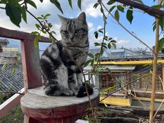 -喵屿·大理花园猫咖