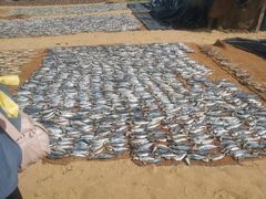 -尼甘布海鲜市场