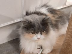 -楼上猫咖(罗湖店)