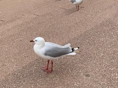 -悉尼歌剧院
