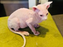 -Cappucimeow猫咪咖啡馆(韦伯时代店)