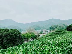 -龙井村