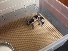 -酷以爬仙阁实体爬宠店·守宫·蜥蜴·专业繁育