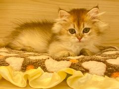 -柚子猫舍·精品猫舍购猫·猫咪认养·购宠·宠物店