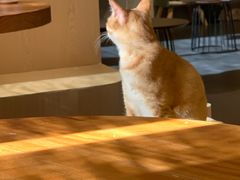 -有猫咖啡umeow coffee
