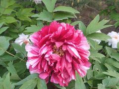 -莲花池公园