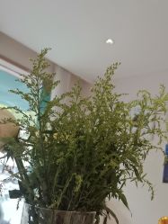 -Dr.林醫生产后修复·配方产康店(南京大厂店)
