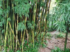 -邓小平故里