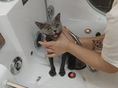 -babydoll猫舍·米努特·德文·缅因(久光中心店)