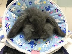 -瑞派·关忠动物医院·猫专科·犬专科(三环新城店)