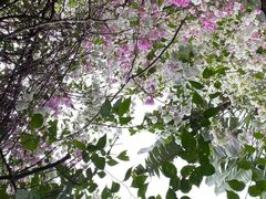 -深圳国际园林花卉博览园