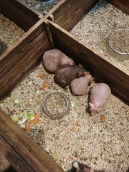 -酷嗒动物文化乐园(cutezoo西溪乐天城店)