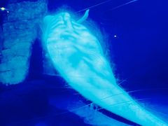 -海合安武汉极地海洋公园