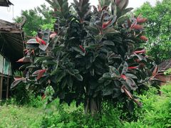 -横沥牛庄(总店)