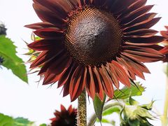 -花开海上生态园