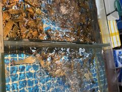 -争先鲜·蒸汽海鲜自助·鲜切牛肉