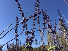 -紫海香堤香草艺术庄园