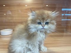 -猫十亿·布偶金渐层·曼基康矮脚猫舍(青年路店)