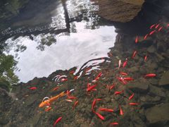 -蛇蟠岛