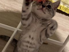 -佳雯宠物医院·皮肤科·内外科(春晓路分院)