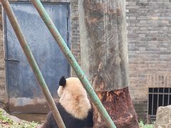 -都江堰中华大熊猫苑