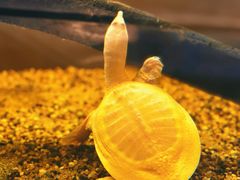 -上海大自然野生昆虫馆(东方明珠·爬宠昆虫探索中心)