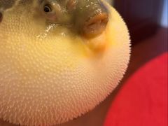 -长顺河豚馆(江洲东路)