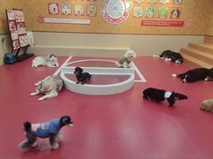 -和它·交个朋友·狗咖猫咖(爱琴海店)