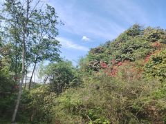 -贵州百里杜鹃风景名胜区