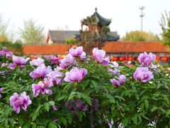 -曹州百花园