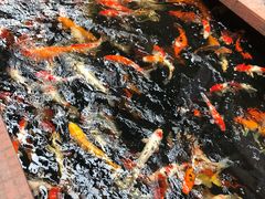 -侠成水上农庄(工业大道店)