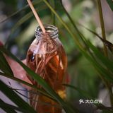 创意 口感 颜值统统在线