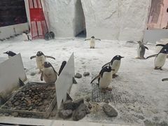 -大连圣亚海洋世界