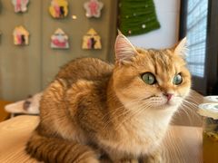 -有喵·猫咖·狗咖·30几只猫10只小狗(岗厦店)