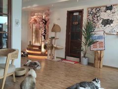-猫小主咖啡·猫咖cat cafe(福田店)